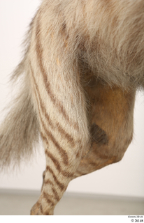 Striped Hyena Hyaena hyaena leg 0017.jpg